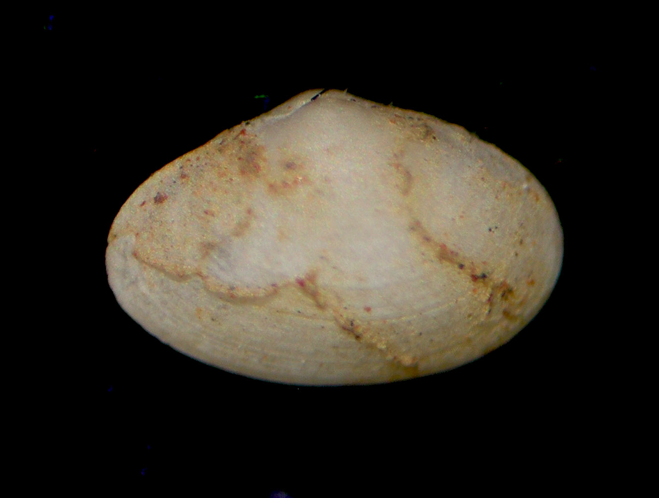 Microgloma guillonardi??